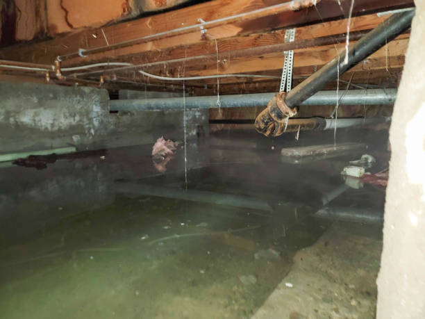 Best Flood damage cleanup  in Newport, OH