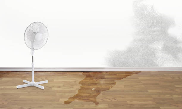 Best Water damage contractors near me  in Newport, OH